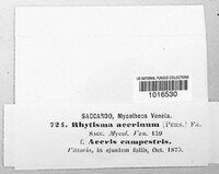 Rhytisma acerinum image